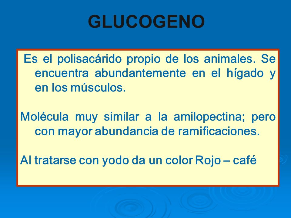 GLUCOGENO Es el polisacárido propio de los animales. Se encuentra abundantemente en el hígado y en los músculos.
