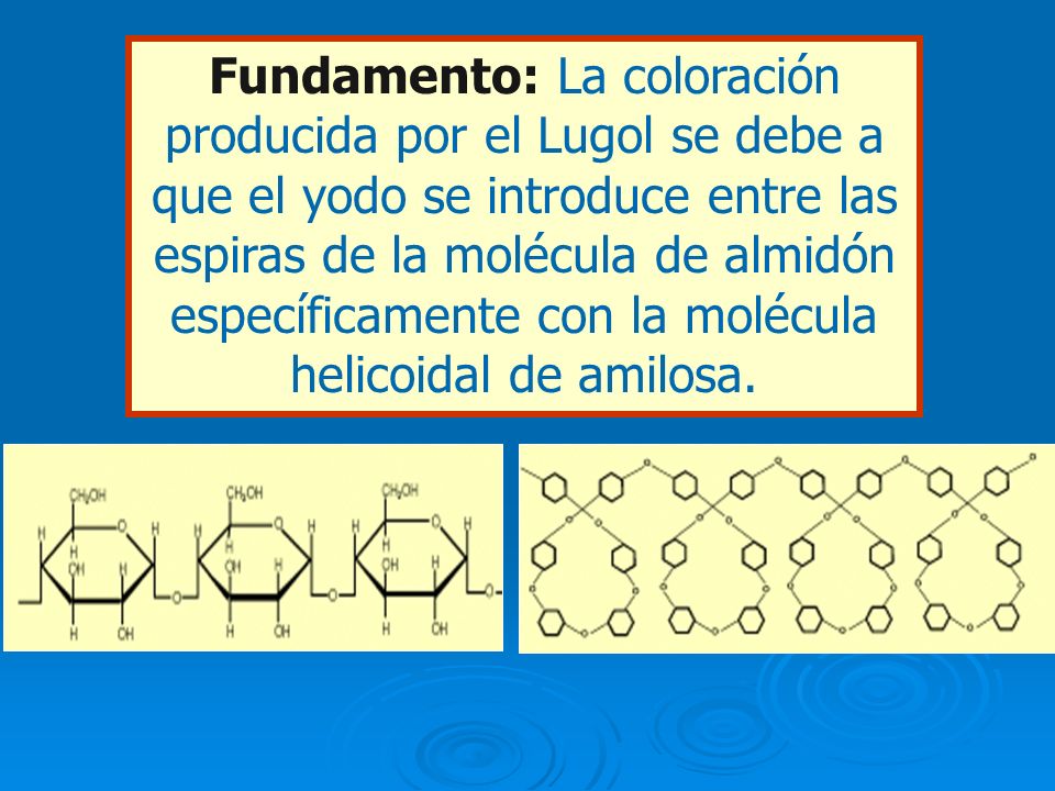 Fundamento: La coloración producida por el Lugol se debe a que el yodo se introduce entre las espiras de la molécula de almidón específicamente con la molécula helicoidal de amilosa.