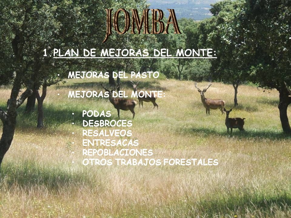 JOMBA PLAN DE MEJORAS DEL MONTE: MEJORAS DEL PASTO MEJORAS DEL MONTE: