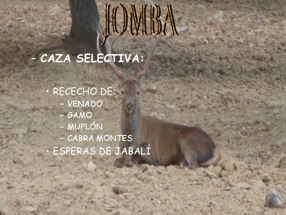 CAZA SELECTIVA: JOMBA RECECHO DE: ESPERAS DE JABALÍ VENADO GAMO MUFLÓN