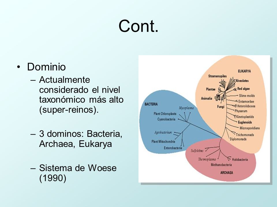 Cont. Dominio. Actualmente considerado el nivel taxonómico más alto (super-reinos). 3 dominos: Bacteria, Archaea, Eukarya.