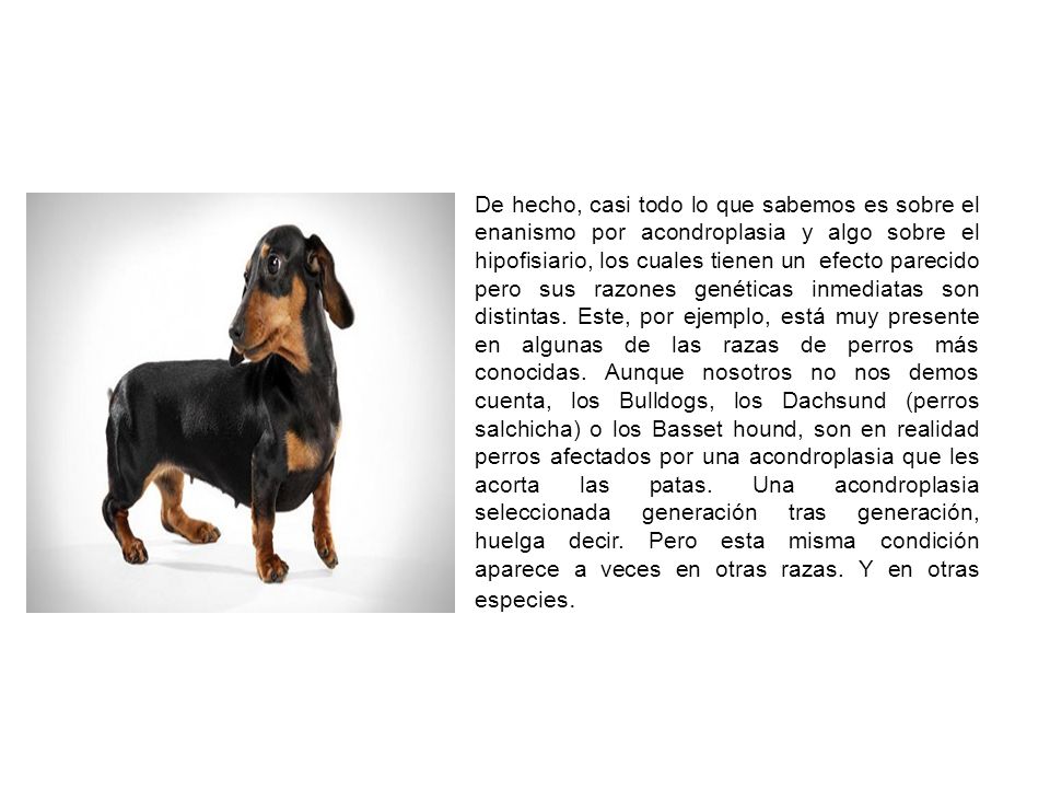 De hecho, casi todo lo que sabemos es sobre el enanismo por acondroplasia y algo sobre el hipofisiario, los cuales tienen un efecto parecido pero sus razones genéticas inmediatas son distintas.