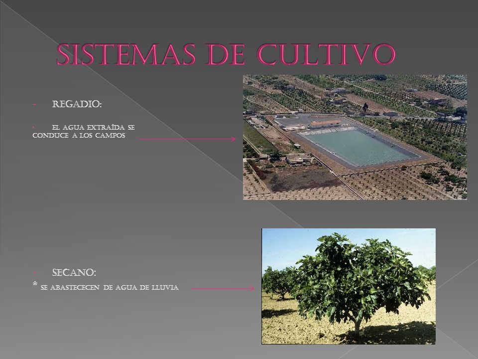SISTEMAS DE CULTIVO * SE ABASTECECEN DE AGUA DE LLUVIA REGADIO:
