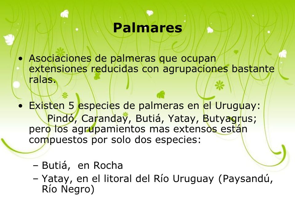 Palmares Asociaciones de palmeras que ocupan extensiones reducidas con agrupaciones bastante ralas.