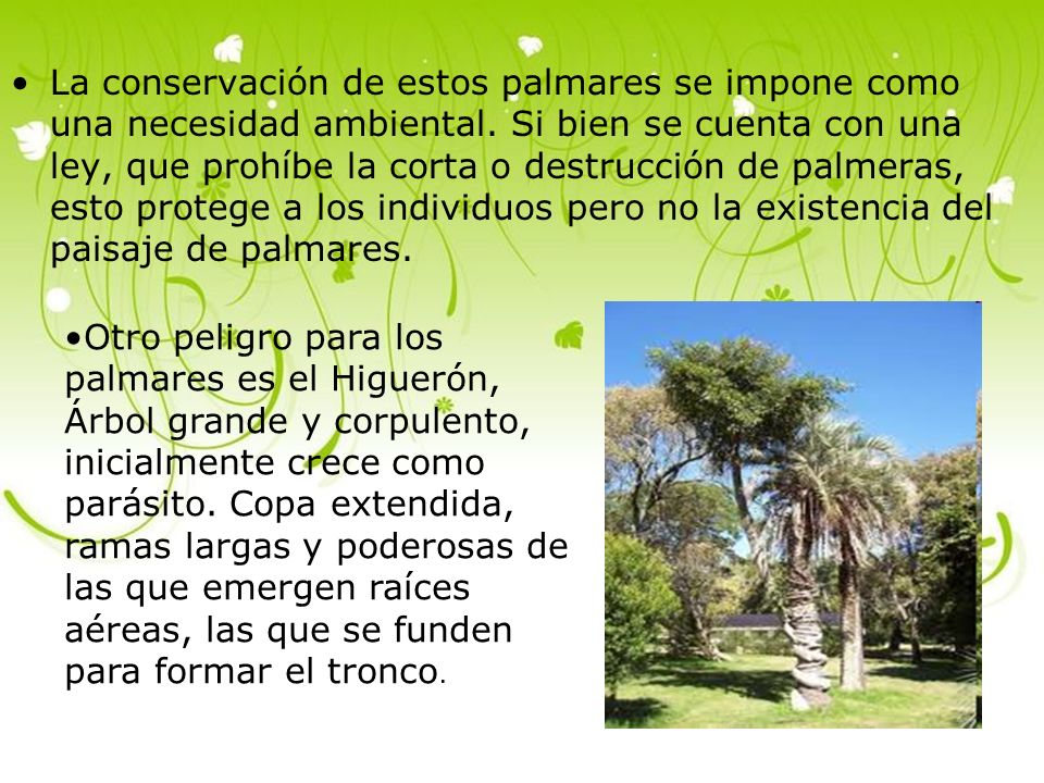 La conservación de estos palmares se impone como una necesidad ambiental. Si bien se cuenta con una ley, que prohíbe la corta o destrucción de palmeras, esto protege a los individuos pero no la existencia del paisaje de palmares.