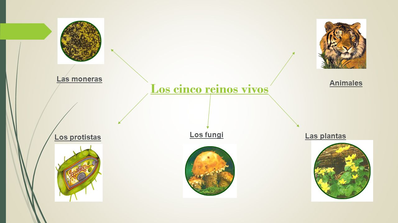 Los cinco reinos vivos Las moneras Animales Los fungi Las plantas