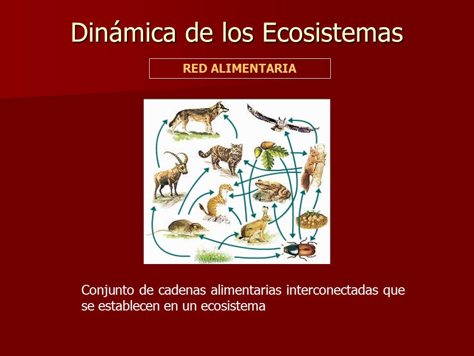 Dinámica de los Ecosistemas