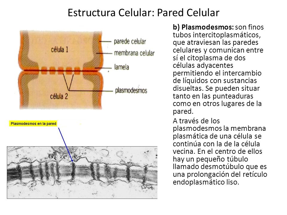 Estructura Celular: Pared Celular