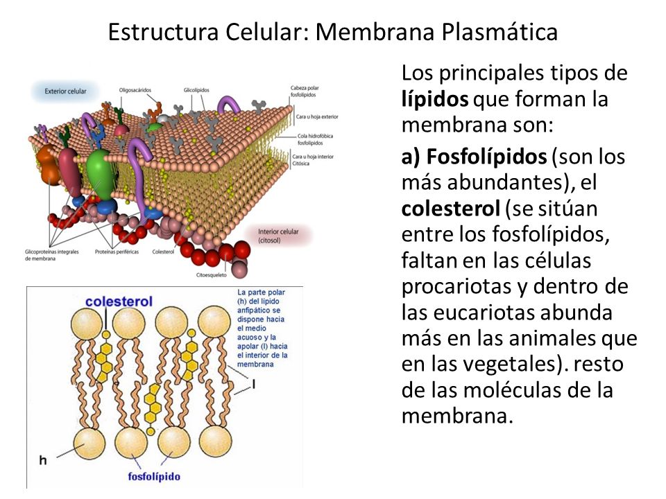 Estructura Celular: Membrana Plasmática - ppt video online descargar
