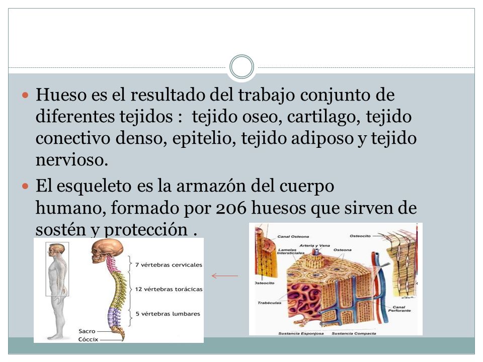 Hueso es el resultado del trabajo conjunto de diferentes tejidos : tejido oseo, cartilago, tejido conectivo denso, epitelio, tejido adiposo y tejido nervioso.
