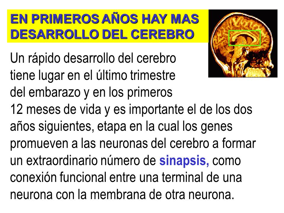 Un rápido desarrollo del cerebro tiene lugar en el último trimestre