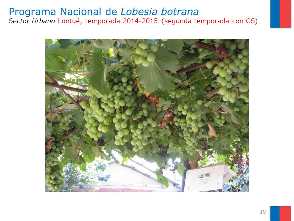 Programa Nacional de Lobesia botrana Sector Urbano Lontué, temporada (segunda temporada con CS)