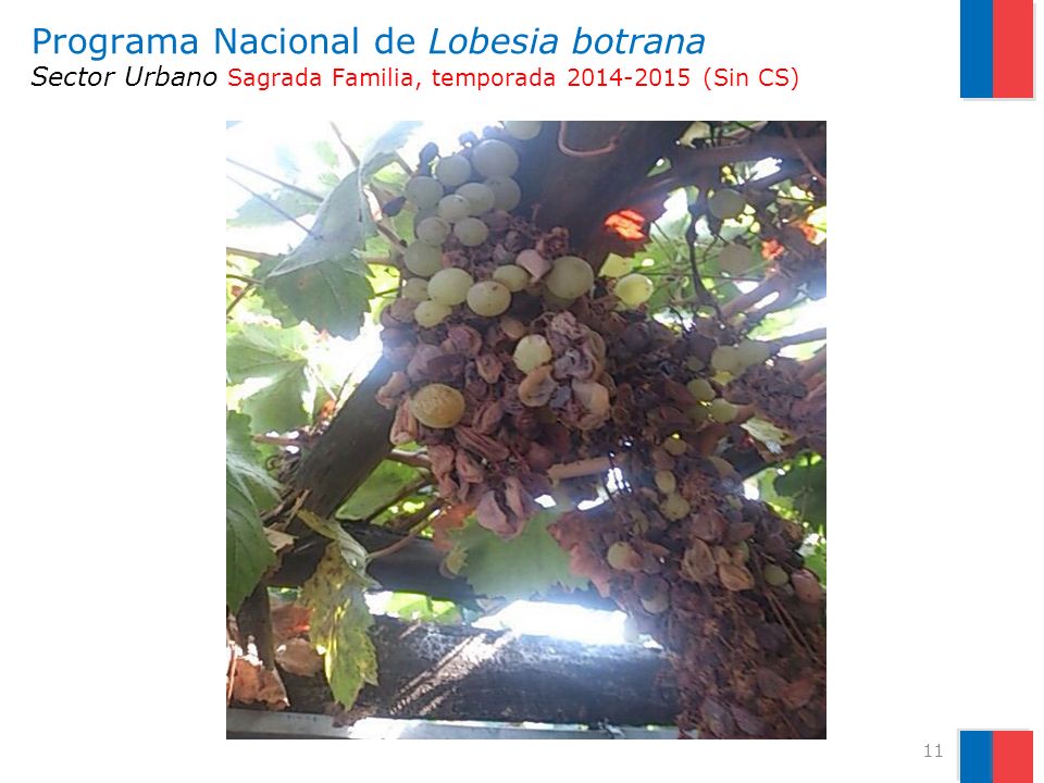 Programa Nacional de Lobesia botrana Sector Urbano Sagrada Familia, temporada (Sin CS)