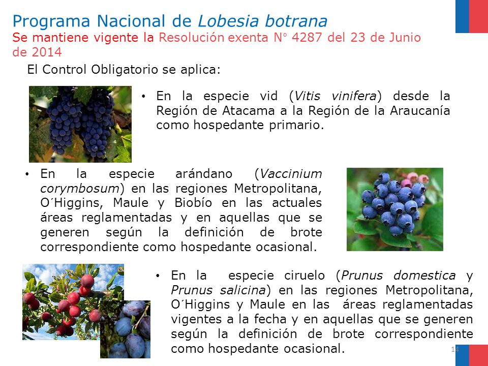 Programa Nacional de Lobesia botrana Se mantiene vigente la Resolución exenta N° 4287 del 23 de Junio de 2014