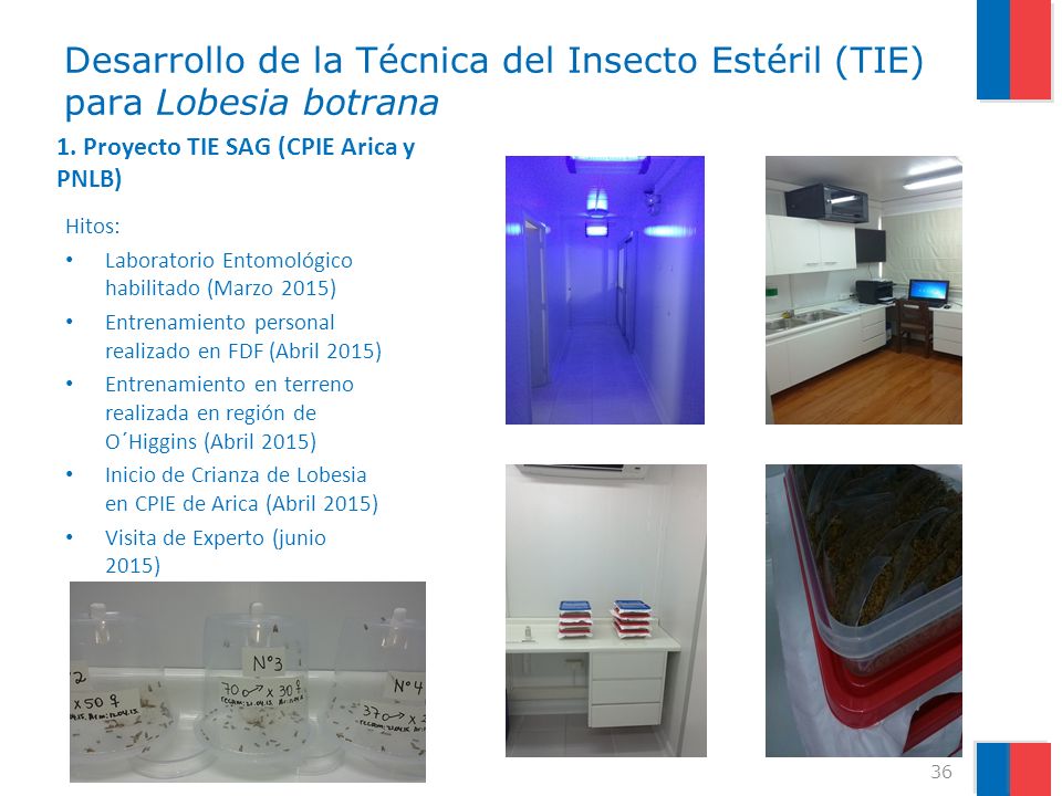 Desarrollo de la Técnica del Insecto Estéril (TIE) para Lobesia botrana
