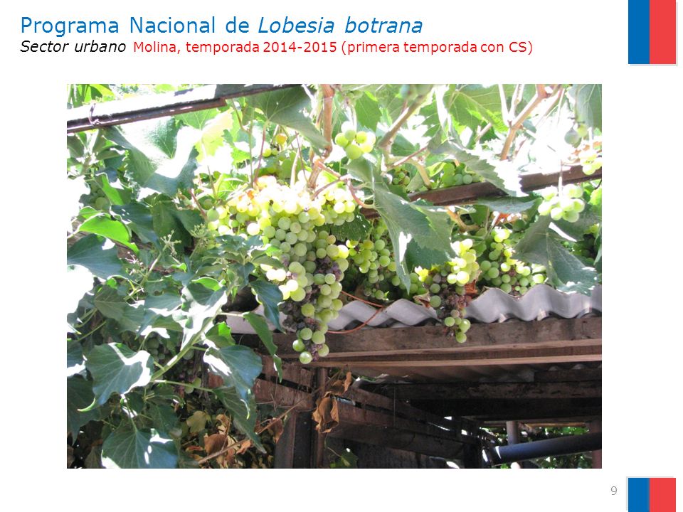 Programa Nacional de Lobesia botrana Sector urbano Molina, temporada (primera temporada con CS)