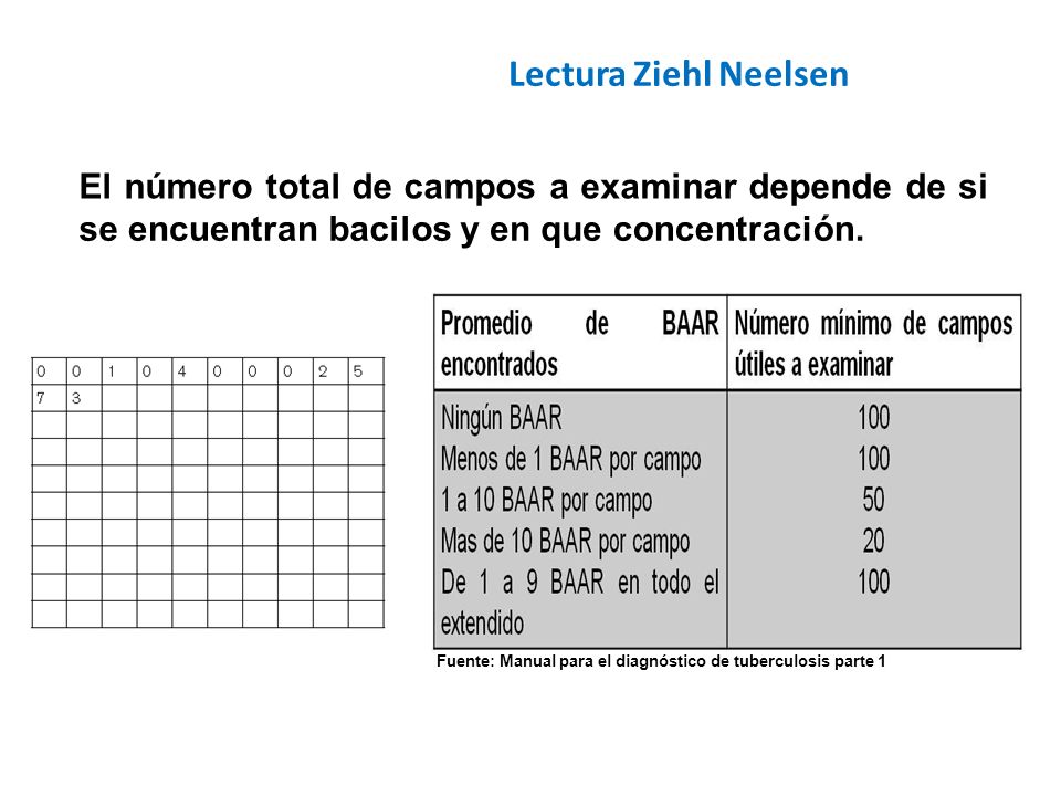 Lectura Ziehl Neelsen El número total de campos a examinar depende de