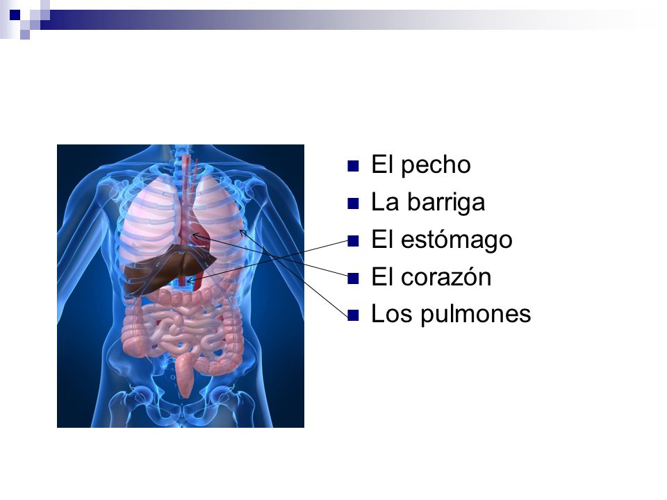 El pecho La barriga El estómago El corazón Los pulmones