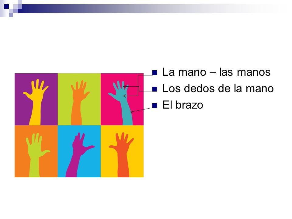 La mano – las manos Los dedos de la mano El brazo