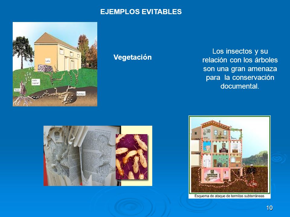 EJEMPLOS EVITABLES Los insectos y su relación con los árboles son una gran amenaza para la conservación documental.