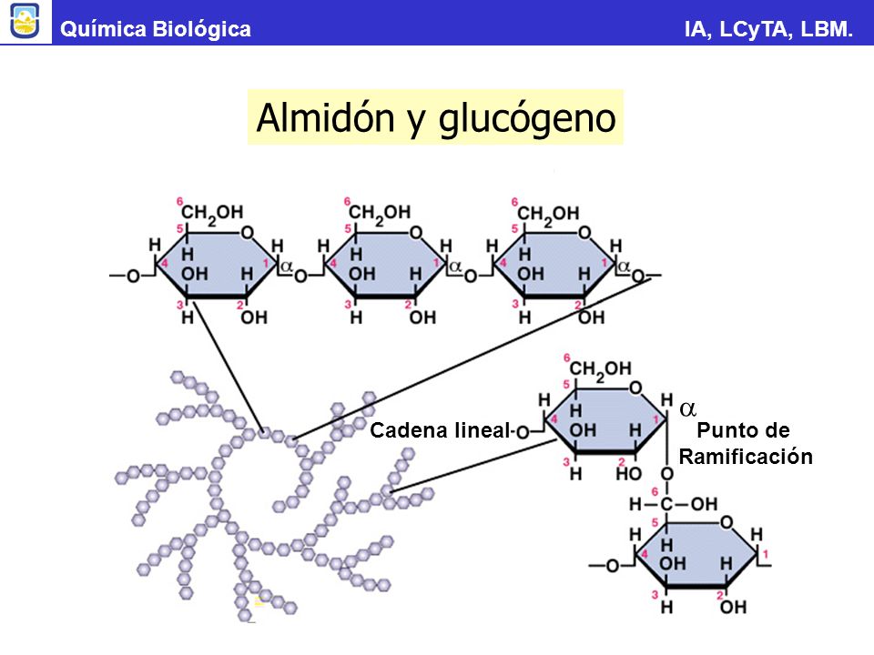 Almidón y glucógeno a Química Biológica IA, LCyTA, LBM. Cadena lineal