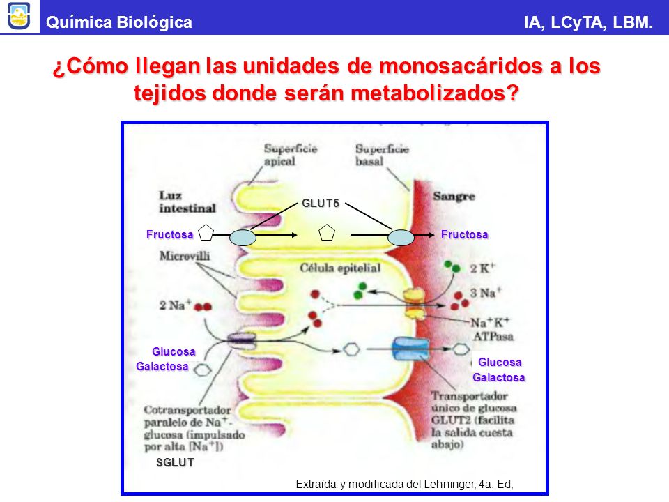 Química Biológica IA, LCyTA, LBM. ¿Cómo llegan las unidades de monosacáridos a los tejidos donde serán metabolizados