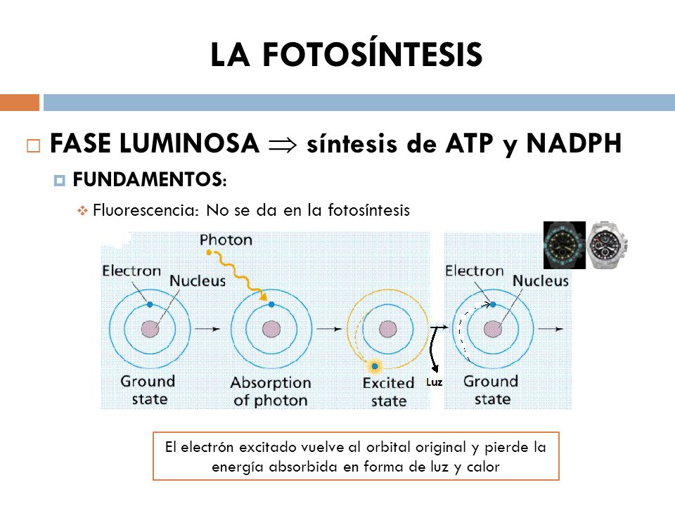 LA FOTOSÍNTESIS FASE LUMINOSA  síntesis de ATP y NADPH FUNDAMENTOS: