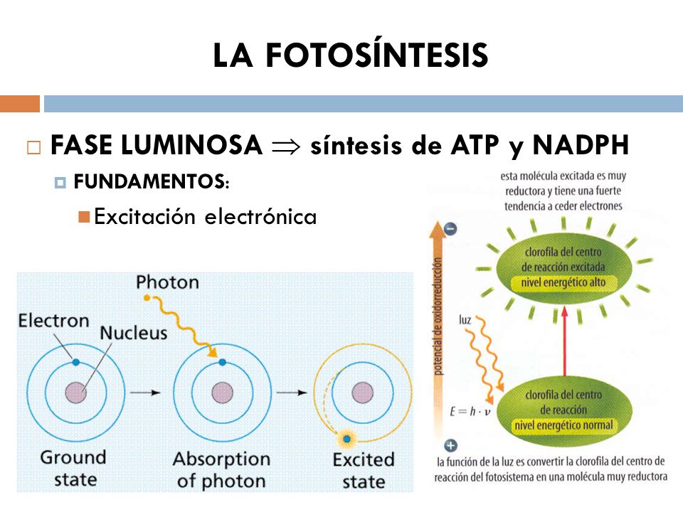 LA FOTOSÍNTESIS FASE LUMINOSA  síntesis de ATP y NADPH