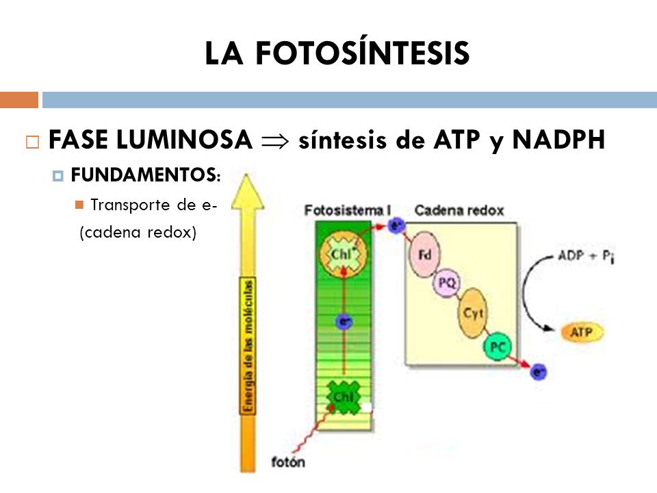 LA FOTOSÍNTESIS FASE LUMINOSA  síntesis de ATP y NADPH FUNDAMENTOS: