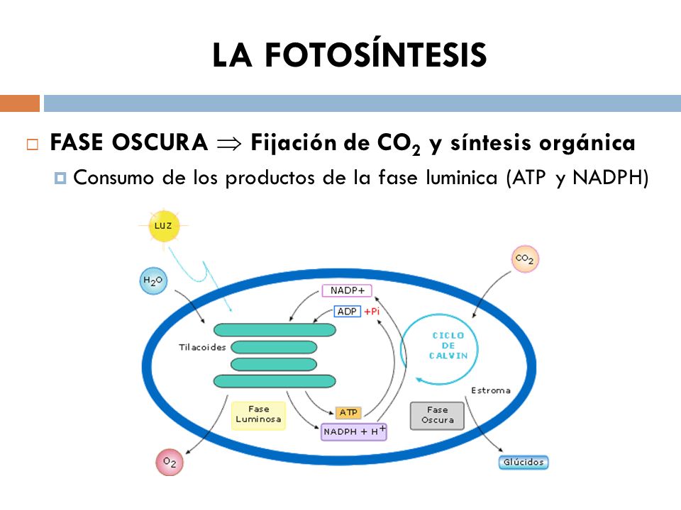 LA FOTOSÍNTESIS FASE OSCURA  Fijación de CO2 y síntesis orgánica