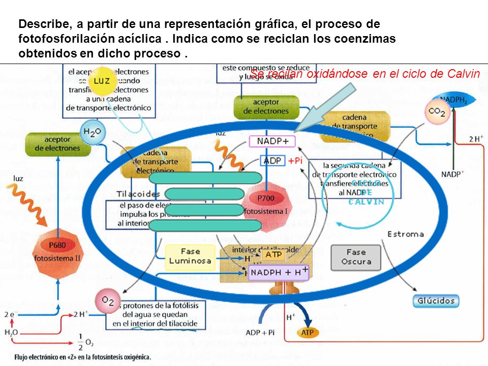 Describe, a partir de una representación gráfica, el proceso de fotofosforilación acíclica . Indica como se reciclan los coenzimas obtenidos en dicho proceso .