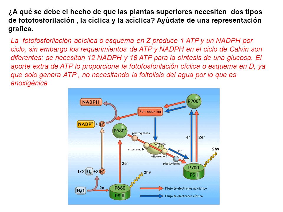 ¿A qué se debe el hecho de que las plantas superiores necesiten dos tipos de fotofosforilación , la cíclica y la acíclica Ayúdate de una representación grafica.