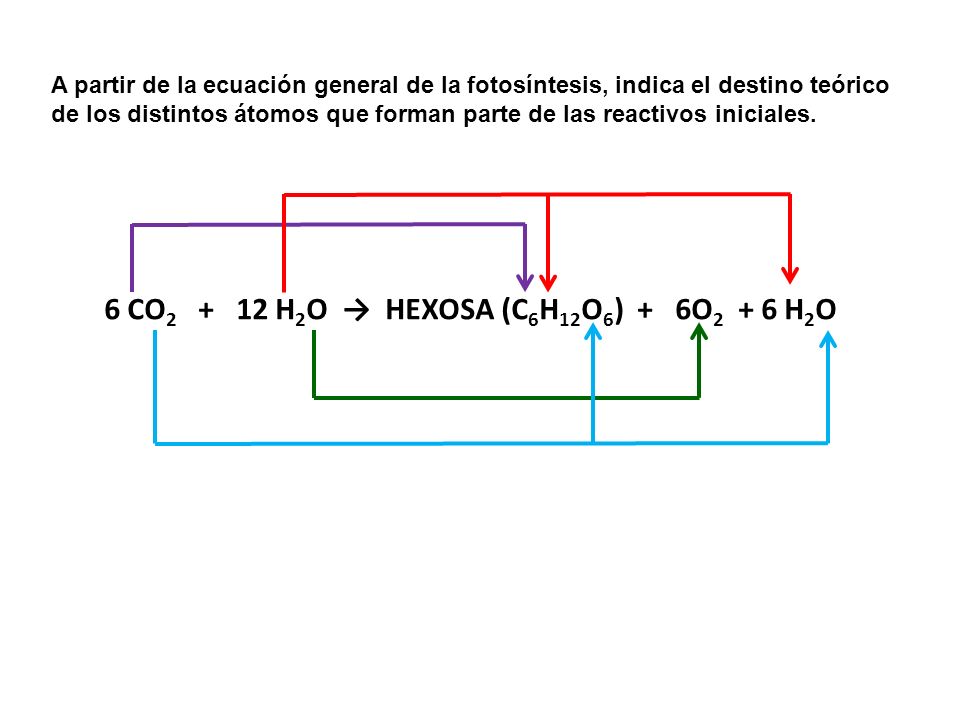 6 CO H2O → HEXOSA (C6H12O6) + 6O2 + 6 H2O
