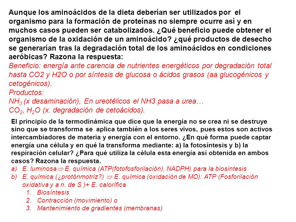 NH3 (x desaminación), En ureotélicos el NH3 pasa a urea…