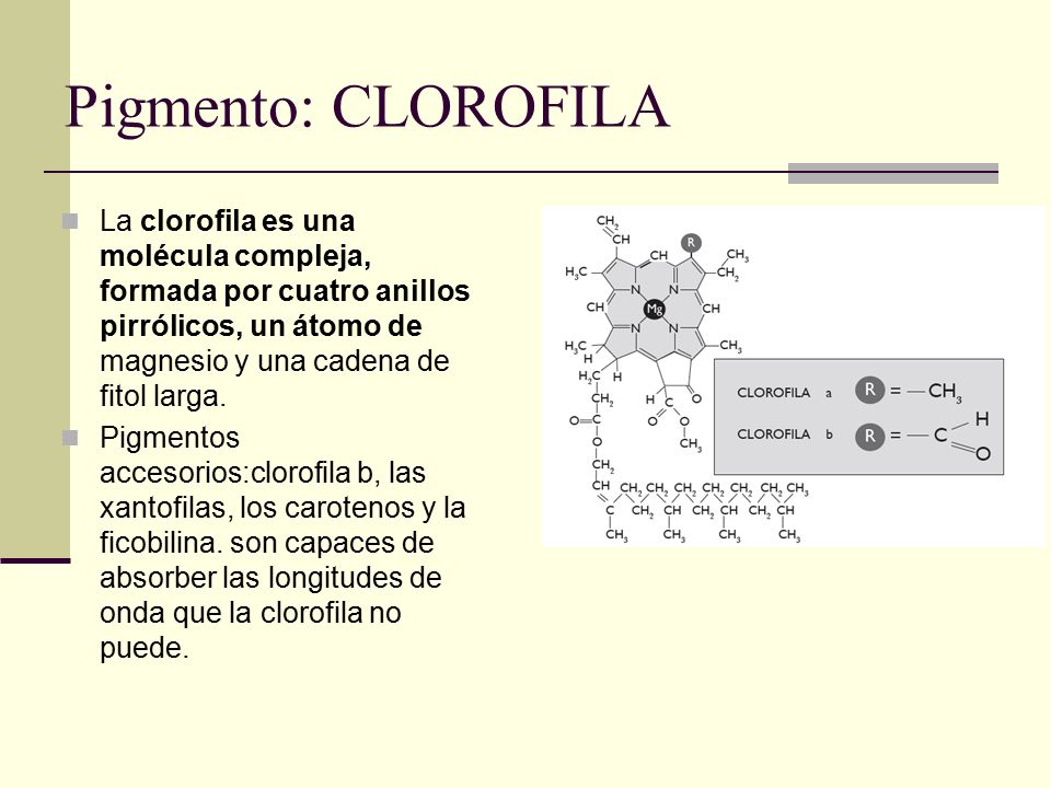 Pigmento: CLOROFILA La clorofila es una molécula compleja, formada por cuatro anillos pirrólicos, un átomo de magnesio y una cadena de fitol larga.