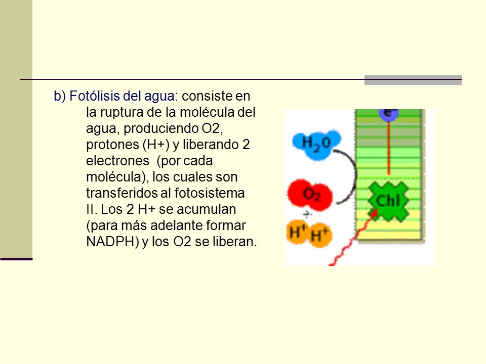 b) Fotólisis del agua: consiste en la ruptura de la molécula del agua, produciendo O2, protones (H+) y liberando 2 electrones (por cada molécula), los cuales son transferidos al fotosistema II.