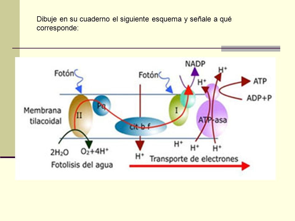 Dibuje en su cuaderno el siguiente esquema y señale a qué corresponde: