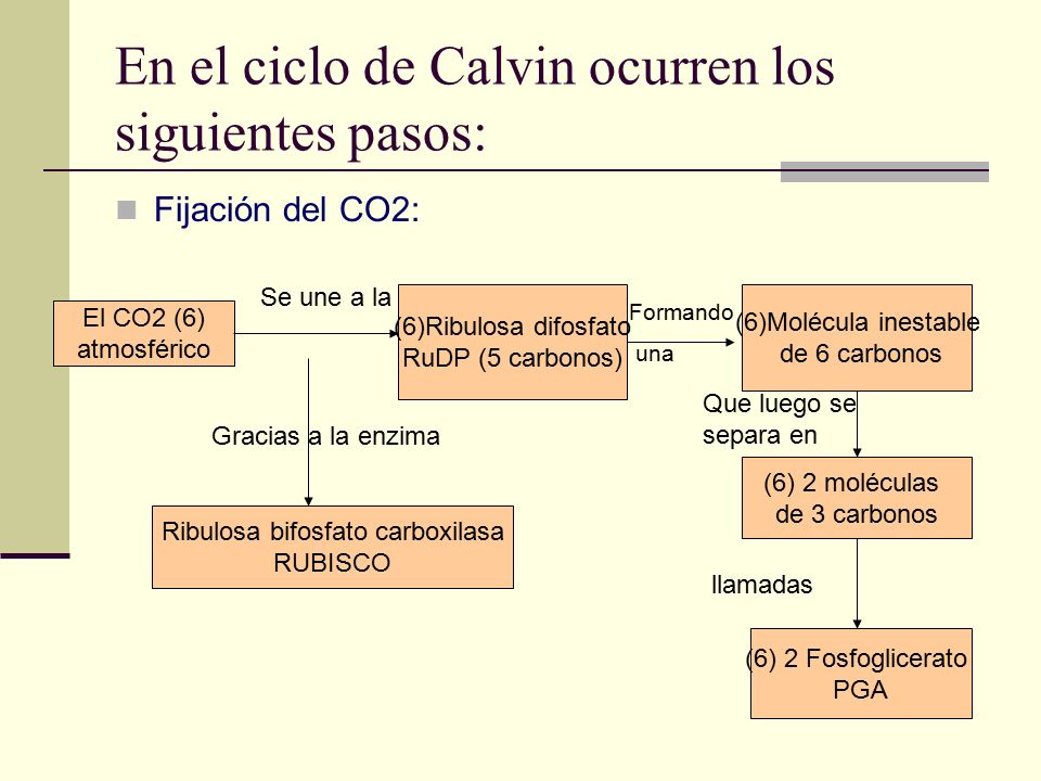 En el ciclo de Calvin ocurren los siguientes pasos: