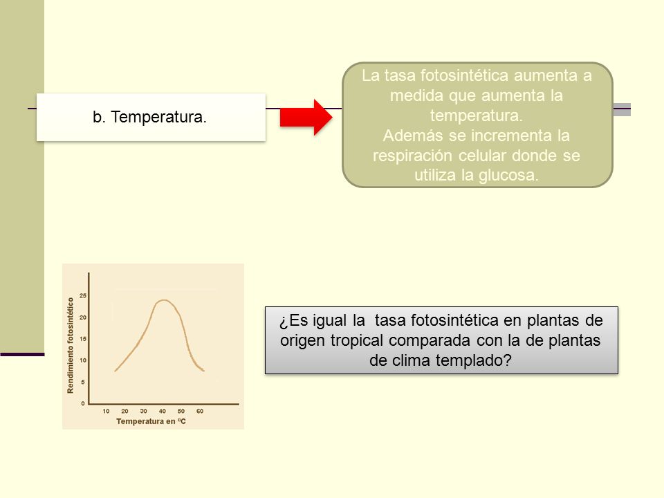 La tasa fotosintética aumenta a medida que aumenta la temperatura.