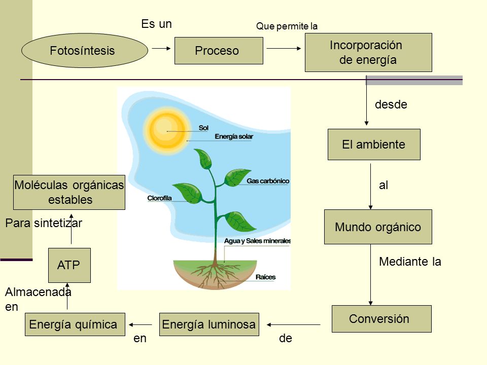 Es un Fotosíntesis Incorporación de energía Proceso desde El ambiente
