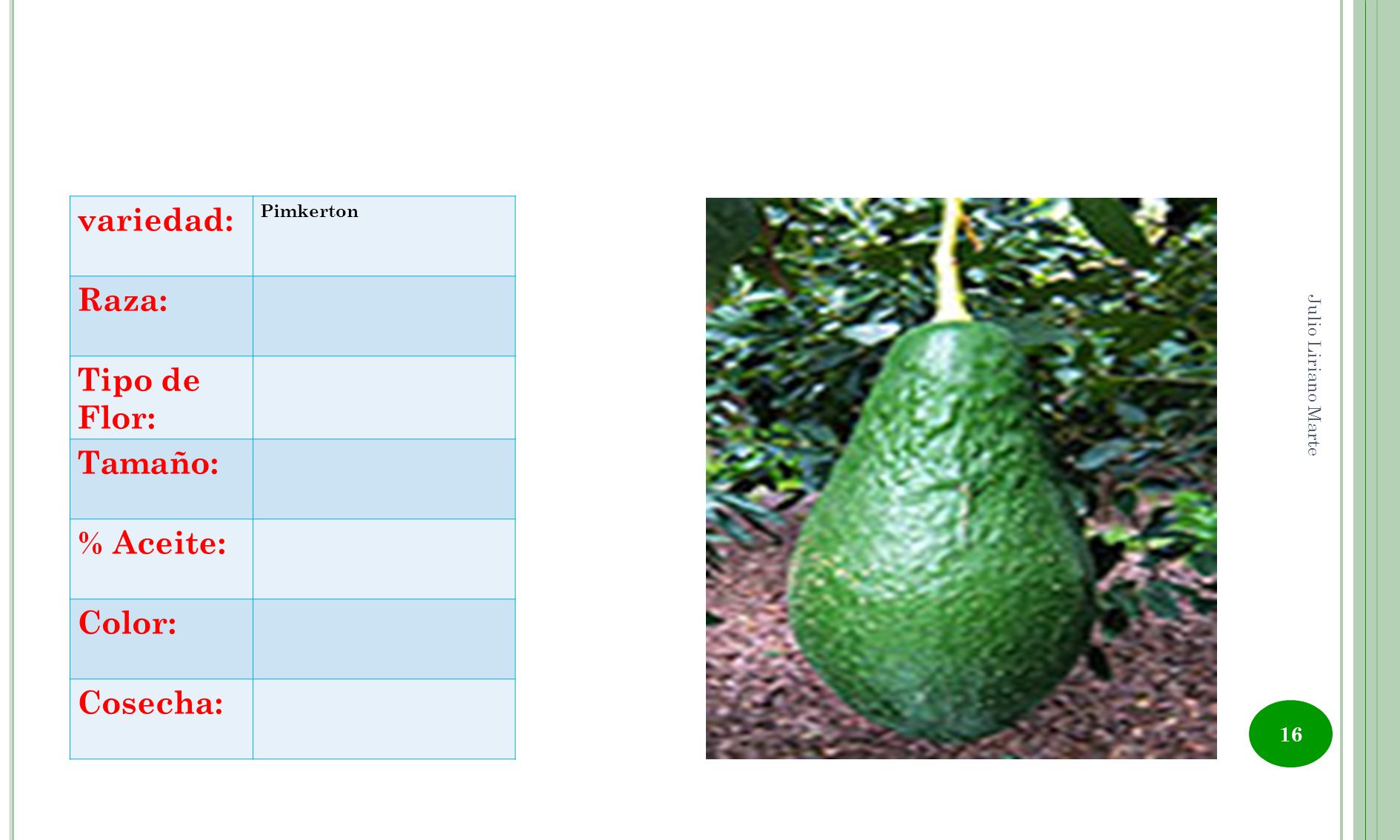variedad: Raza: Tipo de Flor: Tamaño: % Aceite: Color: Cosecha: