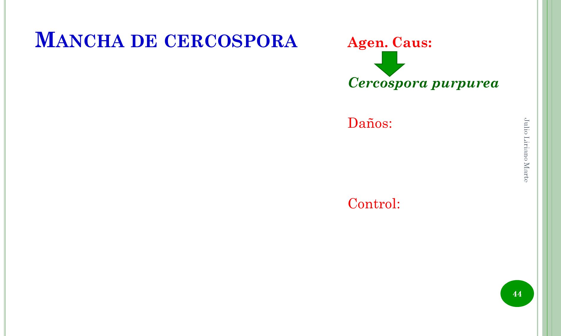Mancha de cercospora Agen. Caus: Cercospora purpurea Daños: Control: