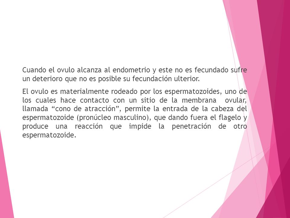 Cuando el ovulo alcanza al endometrio y este no es fecundado sufre un deterioro que no es posible su fecundación ulterior.