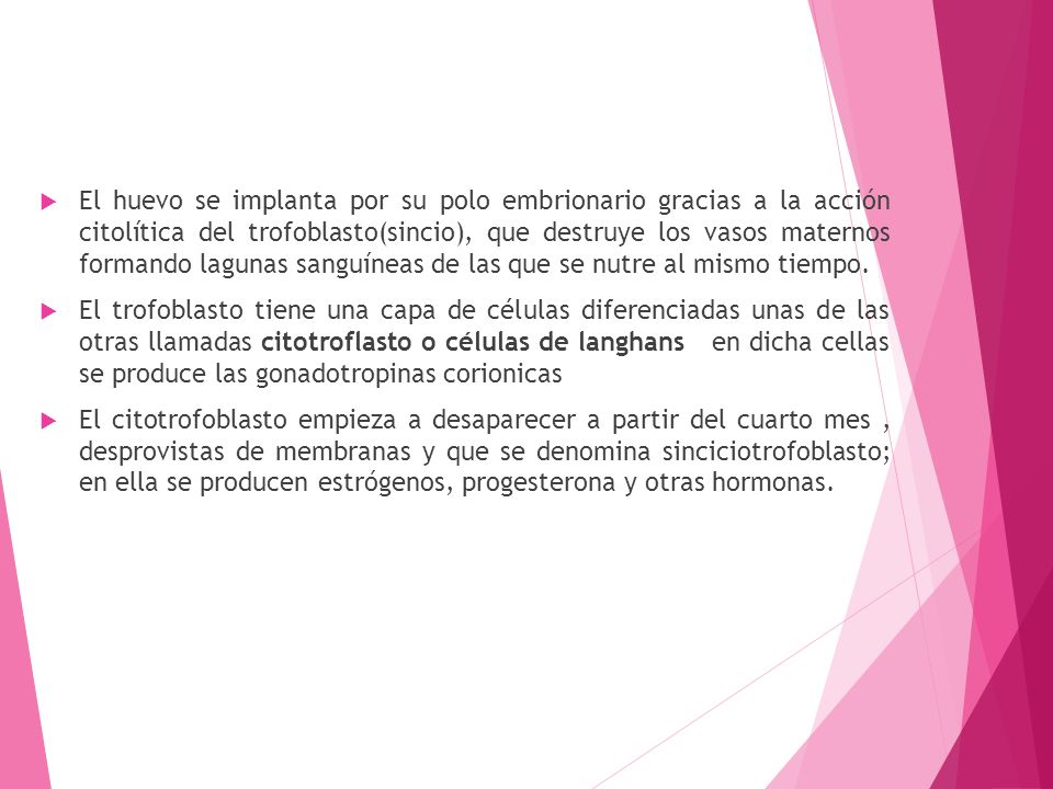 El huevo se implanta por su polo embrionario gracias a la acción citolítica del trofoblasto(sincio), que destruye los vasos maternos formando lagunas sanguíneas de las que se nutre al mismo tiempo.