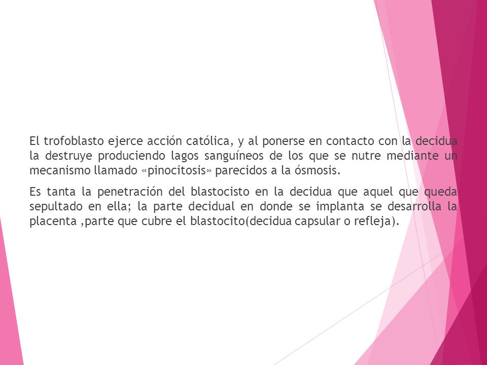 El trofoblasto ejerce acción católica, y al ponerse en contacto con la decidua la destruye produciendo lagos sanguíneos de los que se nutre mediante un mecanismo llamado «pinocitosis» parecidos a la ósmosis.