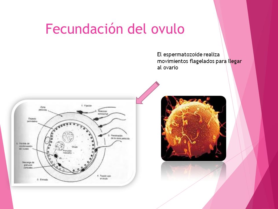 Fecundación del ovulo El espermatozoide realiza movimientos flagelados para llegar al ovario