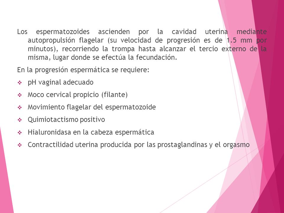 Los espermatozoides ascienden por la cavidad uterina mediante autopropulsión flagelar (su velocidad de progresión es de 1.5 mm por minutos), recorriendo la trompa hasta alcanzar el tercio externo de la misma, lugar donde se efectúa la fecundación.
