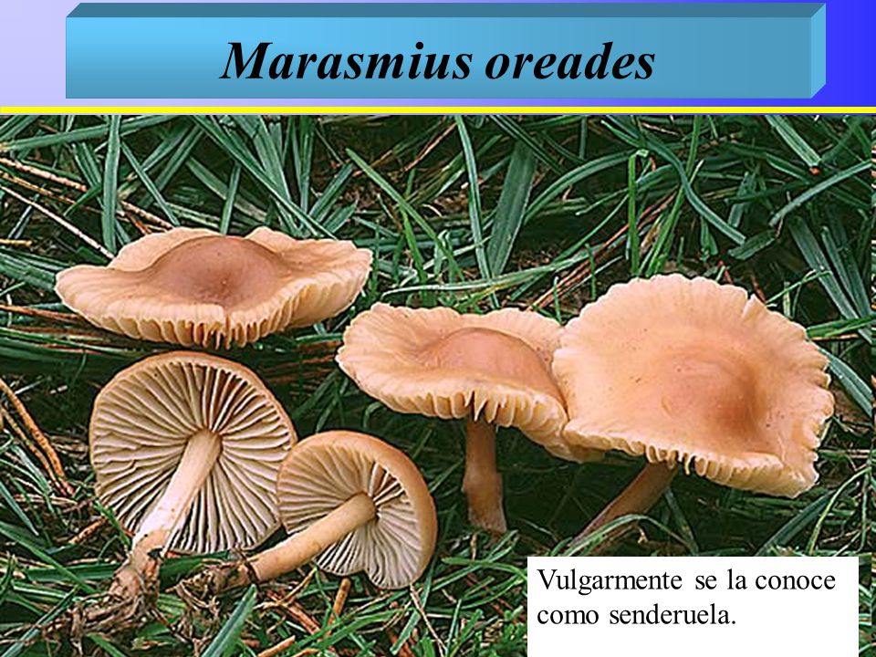 Marasmius oreades Vulgarmente se la conoce como senderuela. Parasol