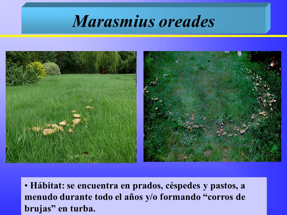 Marasmius oreades Hábitat: se encuentra en prados, céspedes y pastos, a menudo durante todo el años y/o formando corros de brujas en turba.