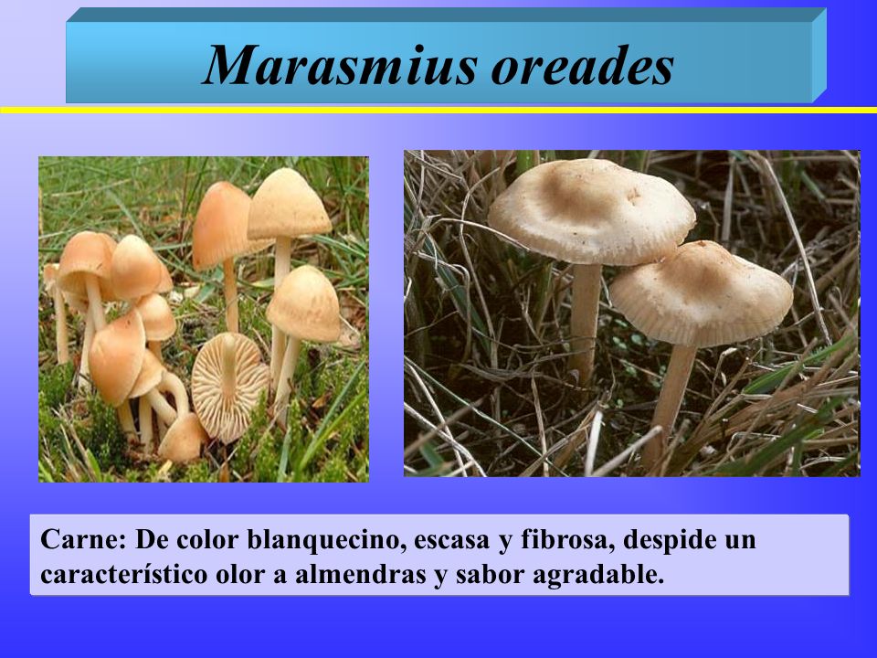 Marasmius oreades Carne: De color blanquecino, escasa y fibrosa, despide un característico olor a almendras y sabor agradable.